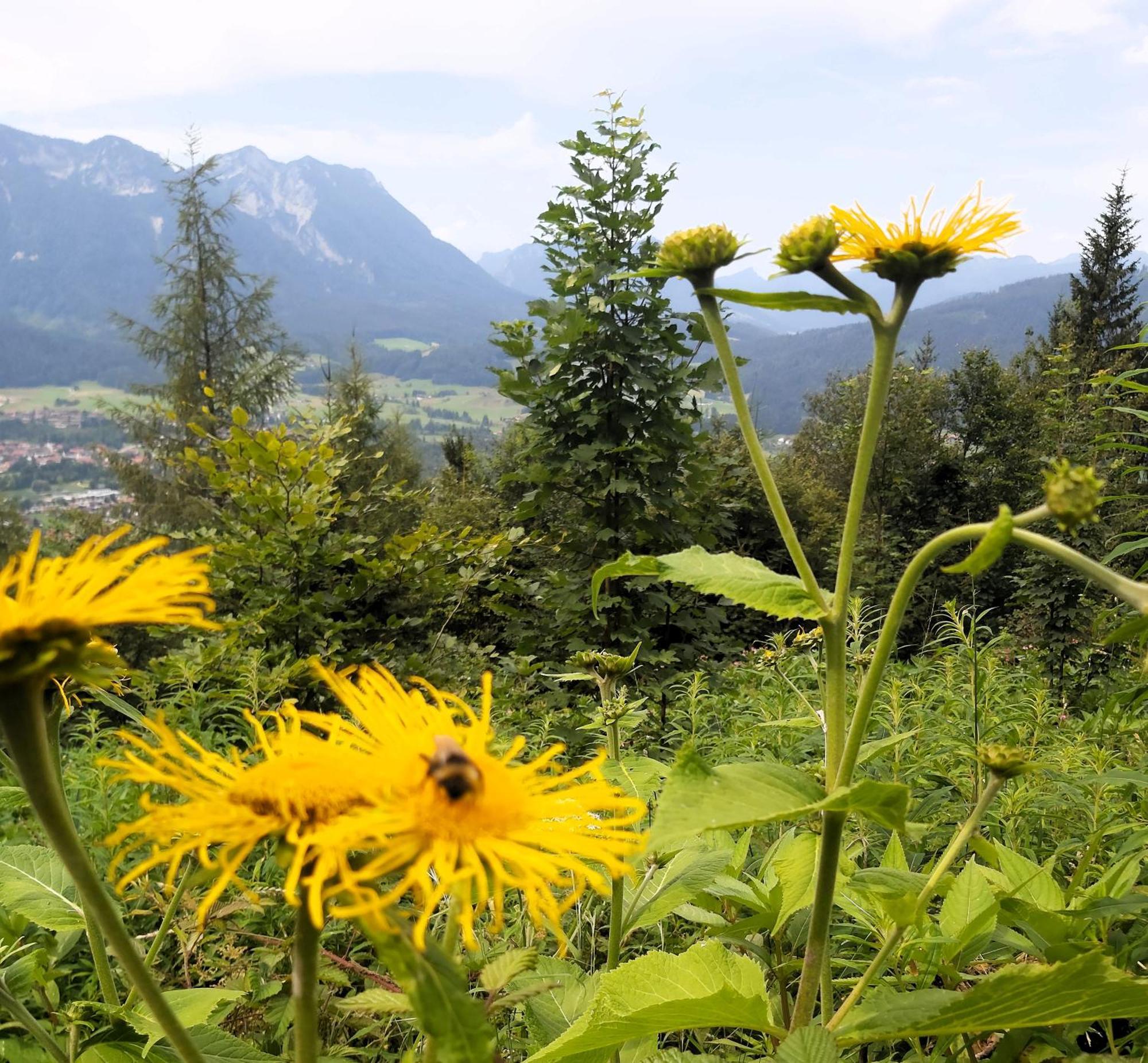 Apartment Andrea - Chiemgau Karte Inzell Εξωτερικό φωτογραφία